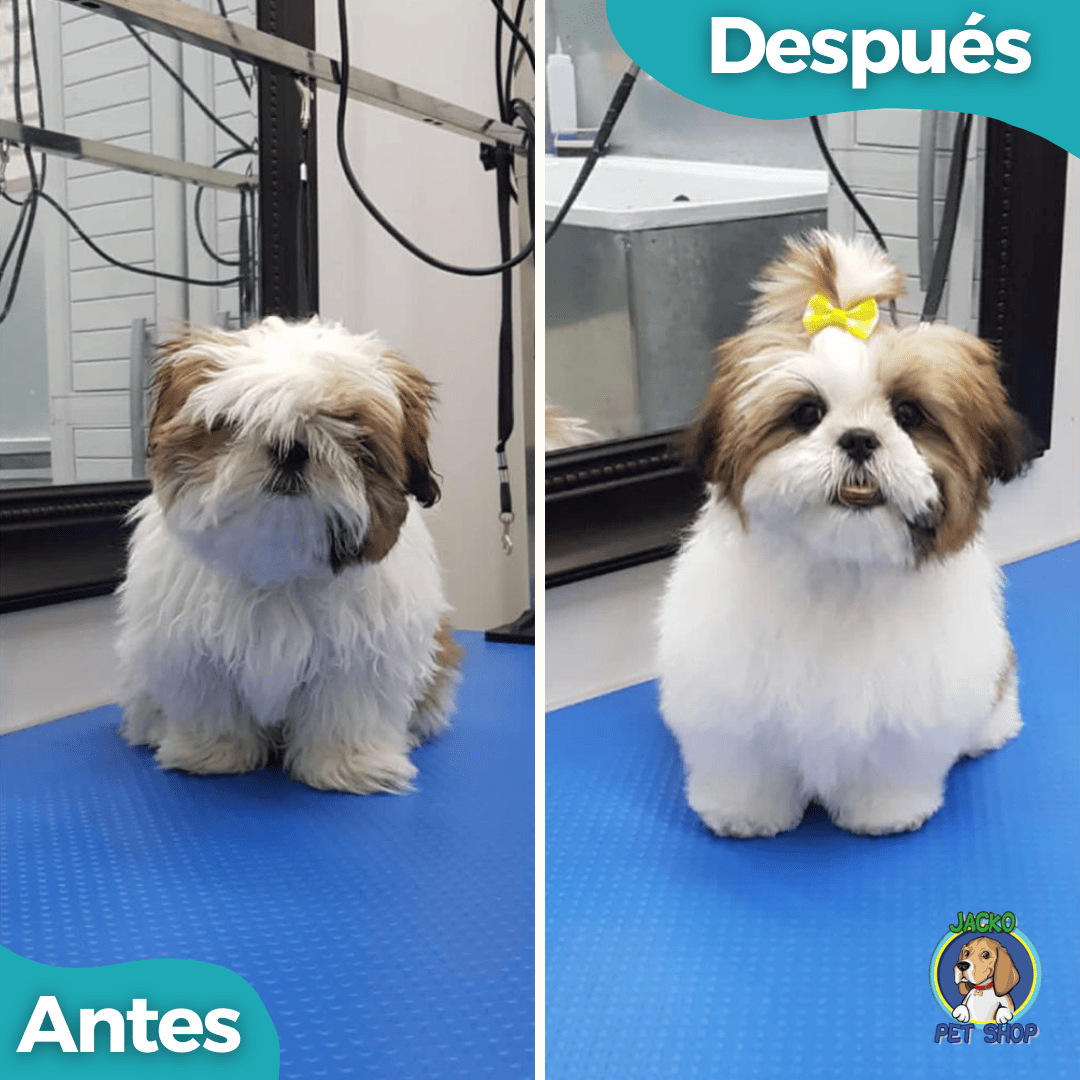 Peluqueria canina 02